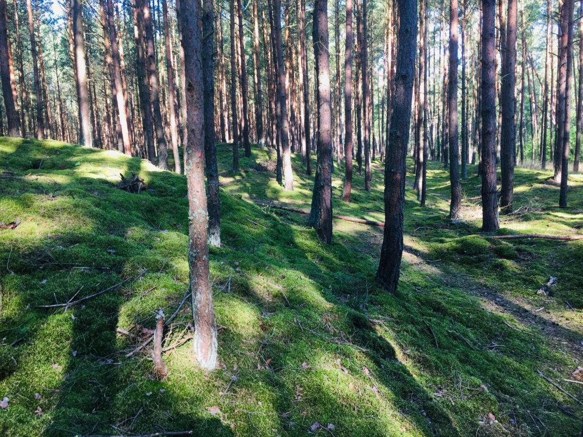 Camp Bursztynowy Las 格但斯克 外观 照片
